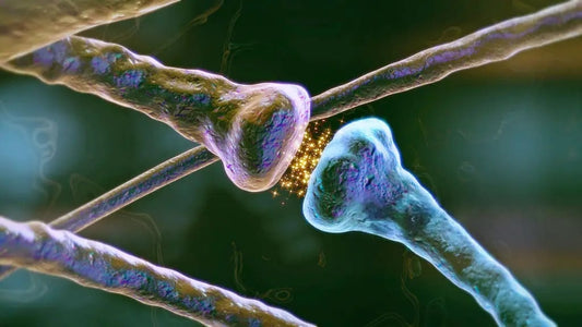 Kollagen und Hormone: Wie beeinflusst Kollagen deinen Hormonhaushalt?