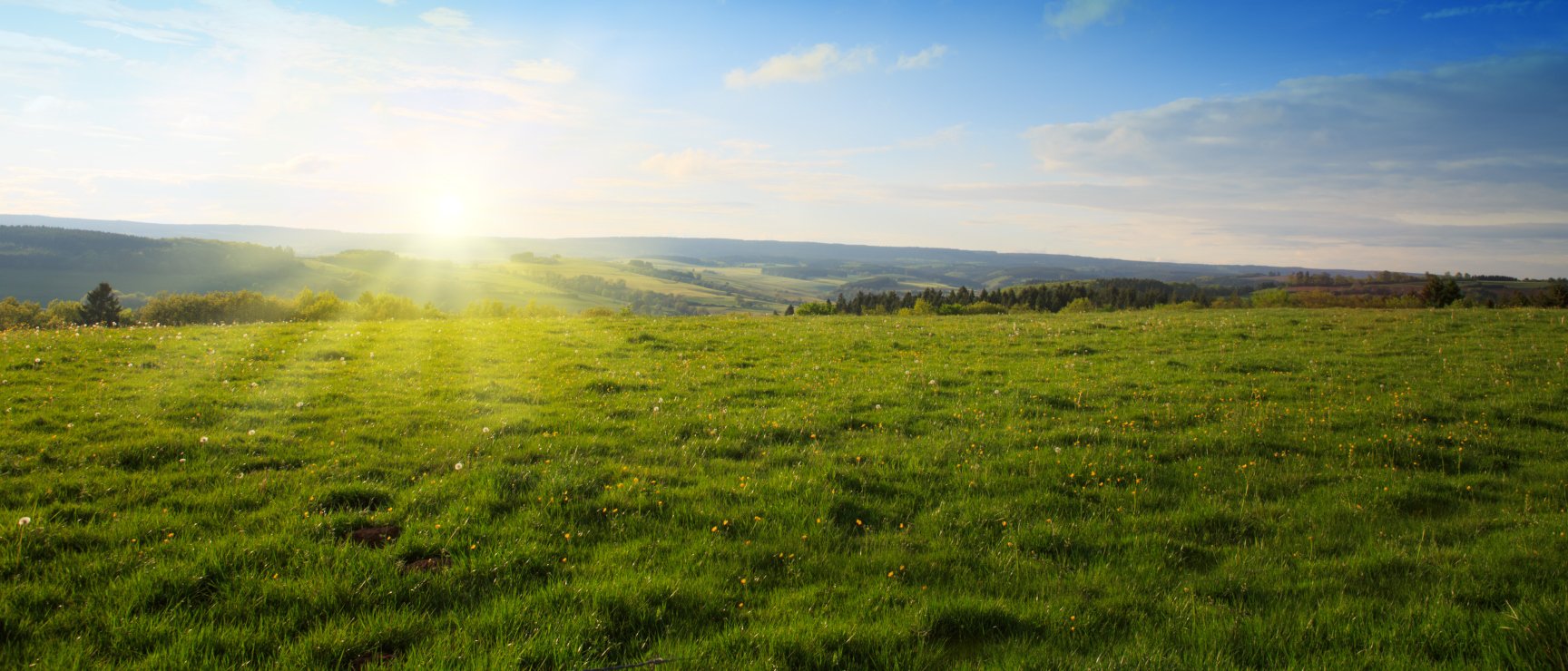 Wiese bei Sonne