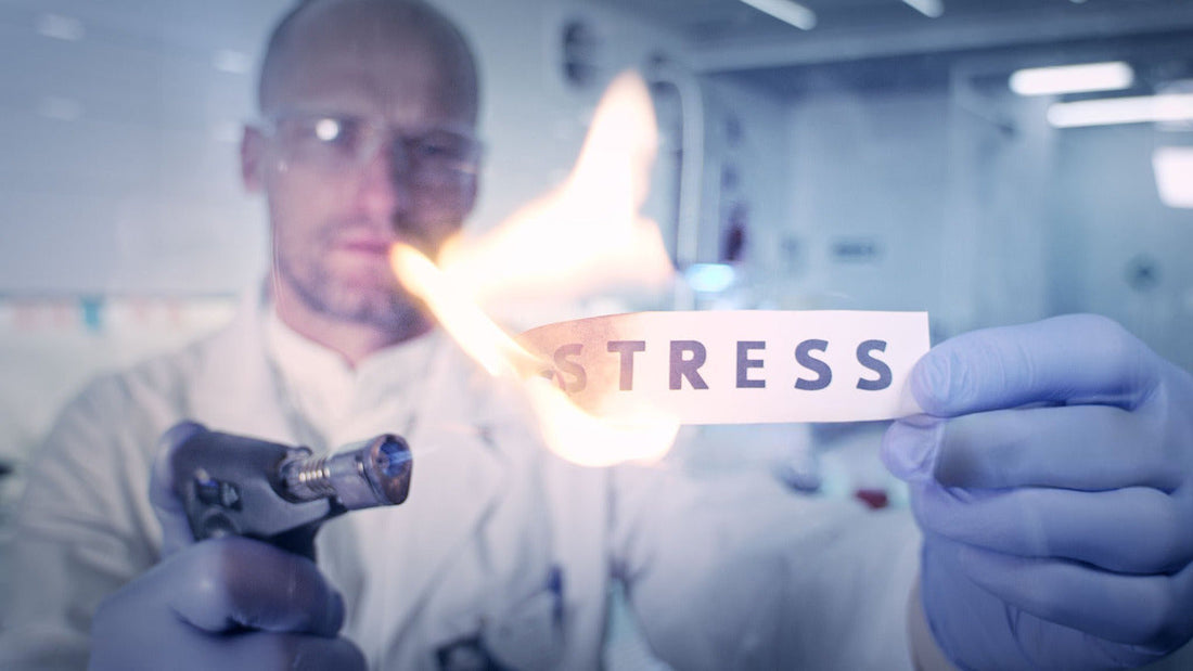 Wie Kollagen-Peptide systemische Entzündungen und chronische Beschwerden lindern