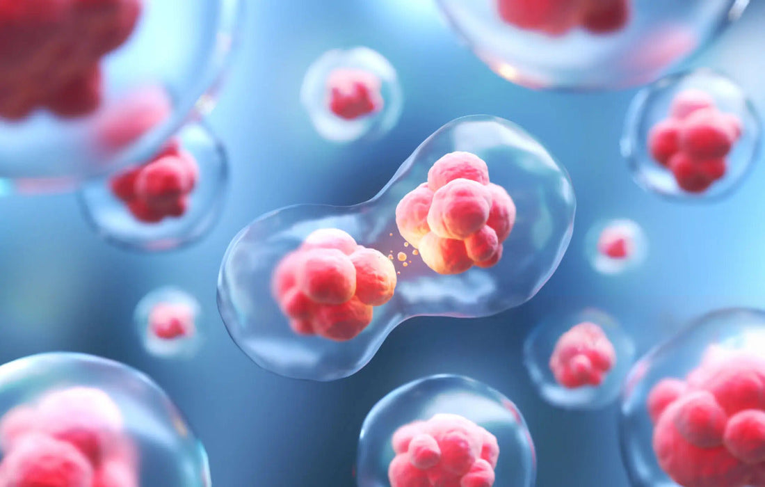 Der Wächter gegen Zellalterung (Seneszenz)