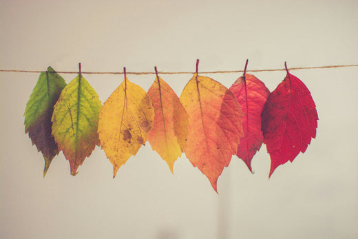 Herbstlaub