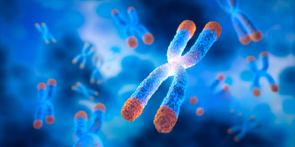 Telomere und Kollagen: Die molekulare Verbindung zwischen jugendlichem Bindegewebe und dem Marker der biologischen Alterung