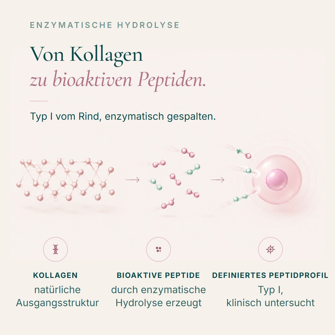 Von Kollagen zu bioaktiven Peptiden: Typ I vom Rind, enzymatisch gespalten