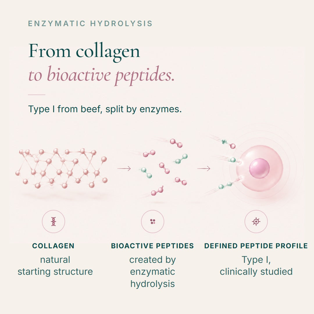From collagen to bioactive peptides: type I from beef, split by enzymes