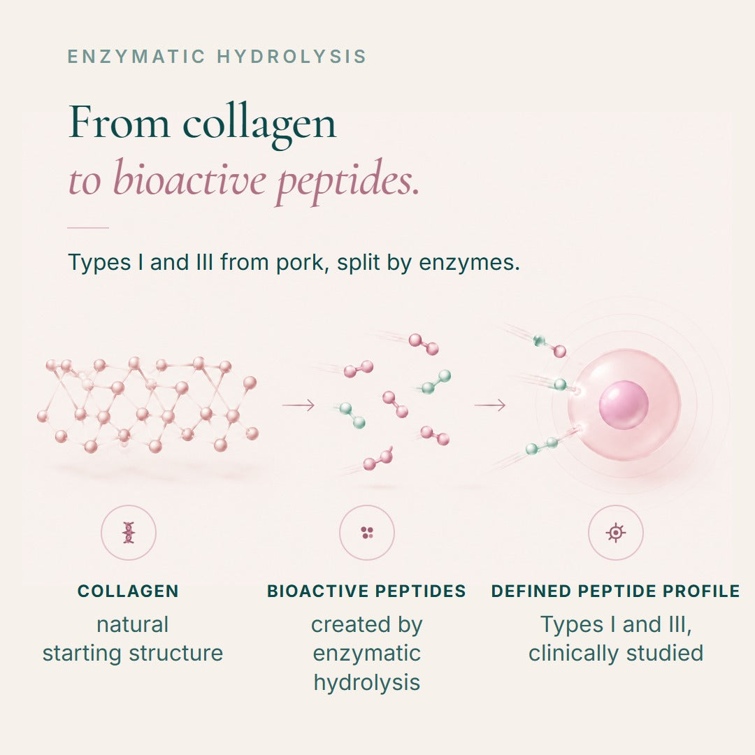 From collagen to bioactive peptides: type I and III from pork, split by enzymes