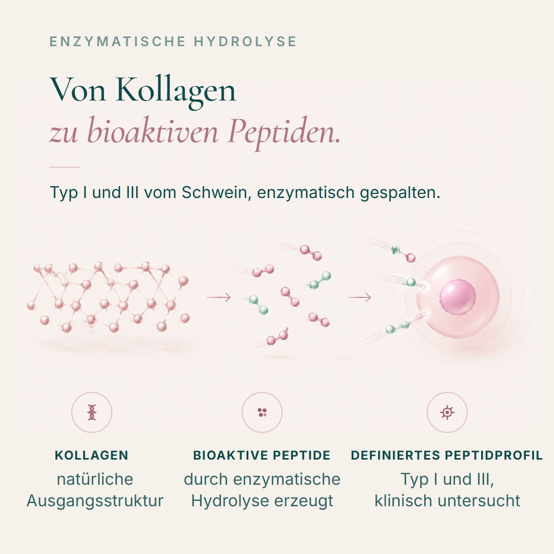 Von Kollagen zu bioaktiven Peptiden: Typ I und III vom Schwein, enzymatisch gespalten