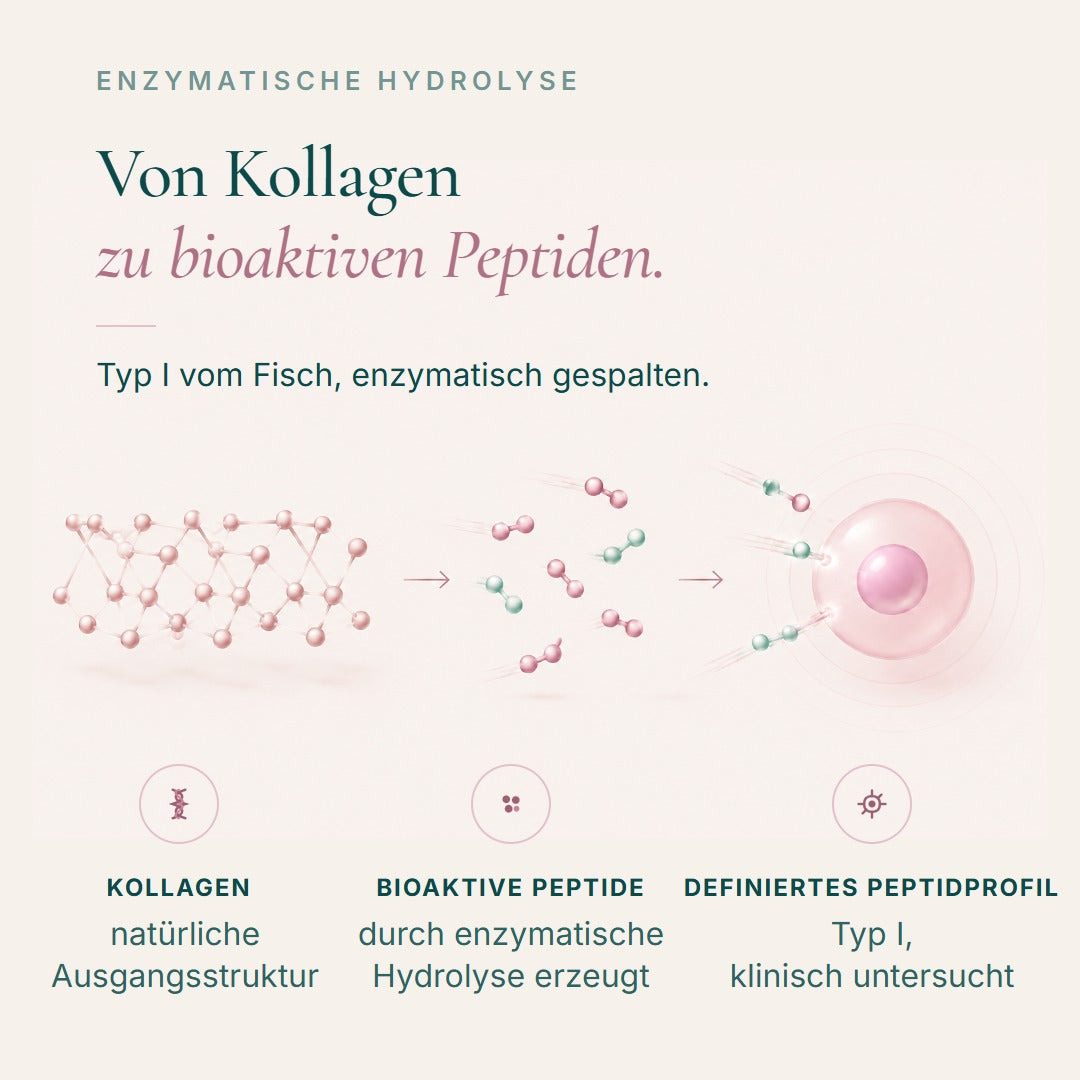 Von Kollagen zu bioaktiven Peptiden: Typ I vom Fisch, enzymatisch gespalten