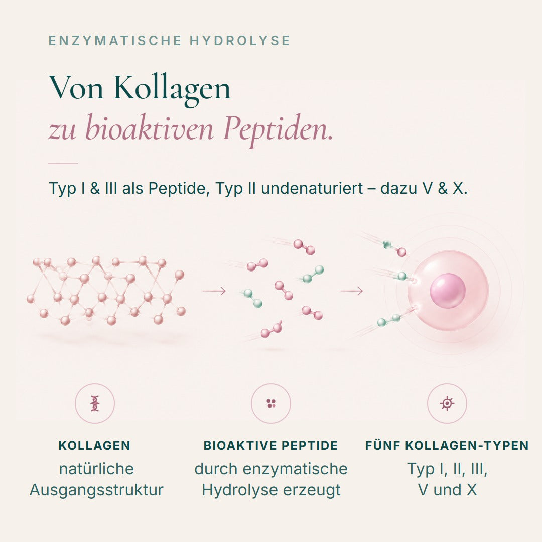 Von Kollagen zu bioaktiven Peptiden: Typ I, II, III, V und X aus Schwein, Rind, Fisch, Huhn und Eierschalenmembran, enzymatisch gespalten